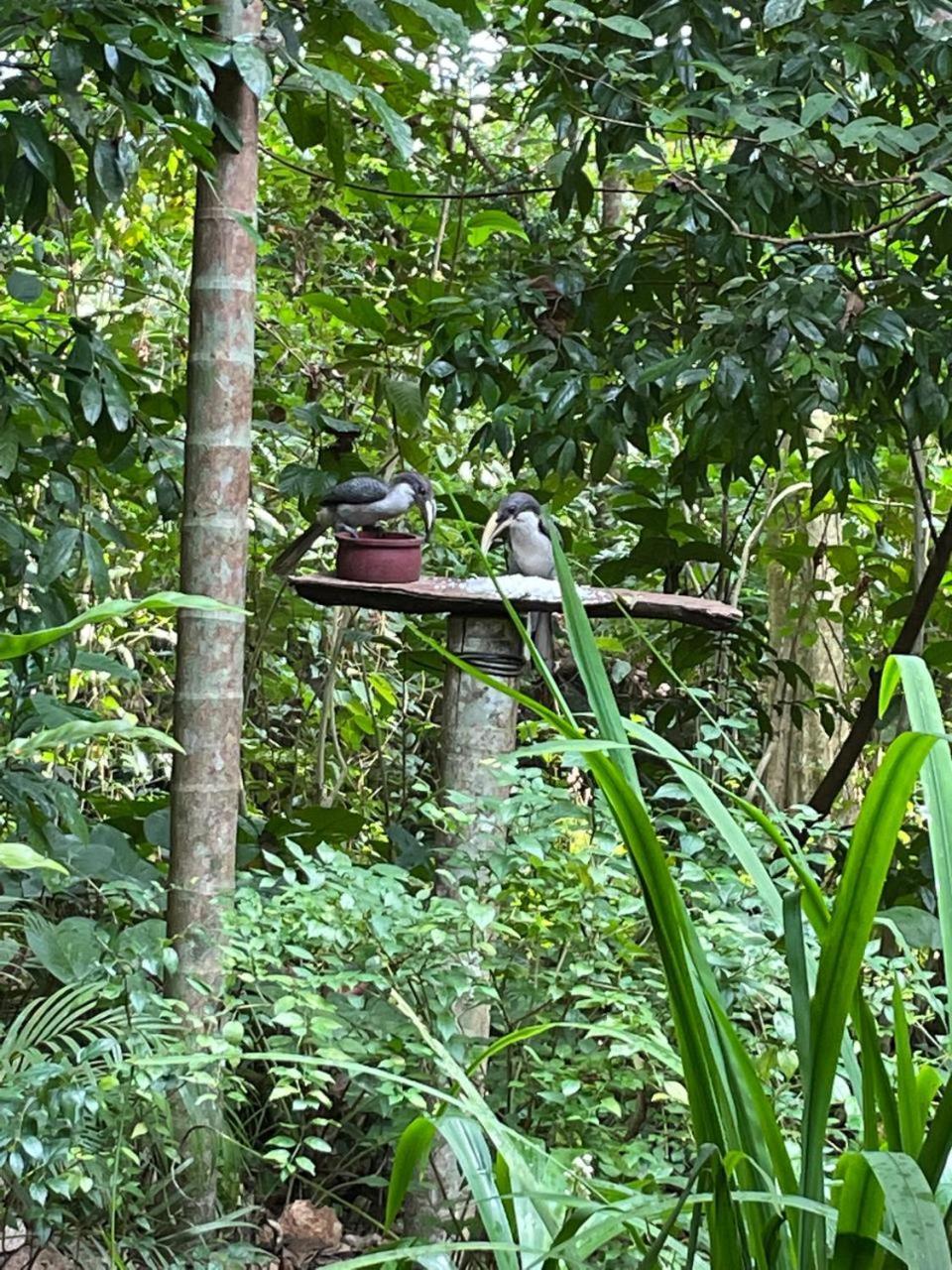 Gallene Gala Nature Resort 基图尔格勒 外观 照片