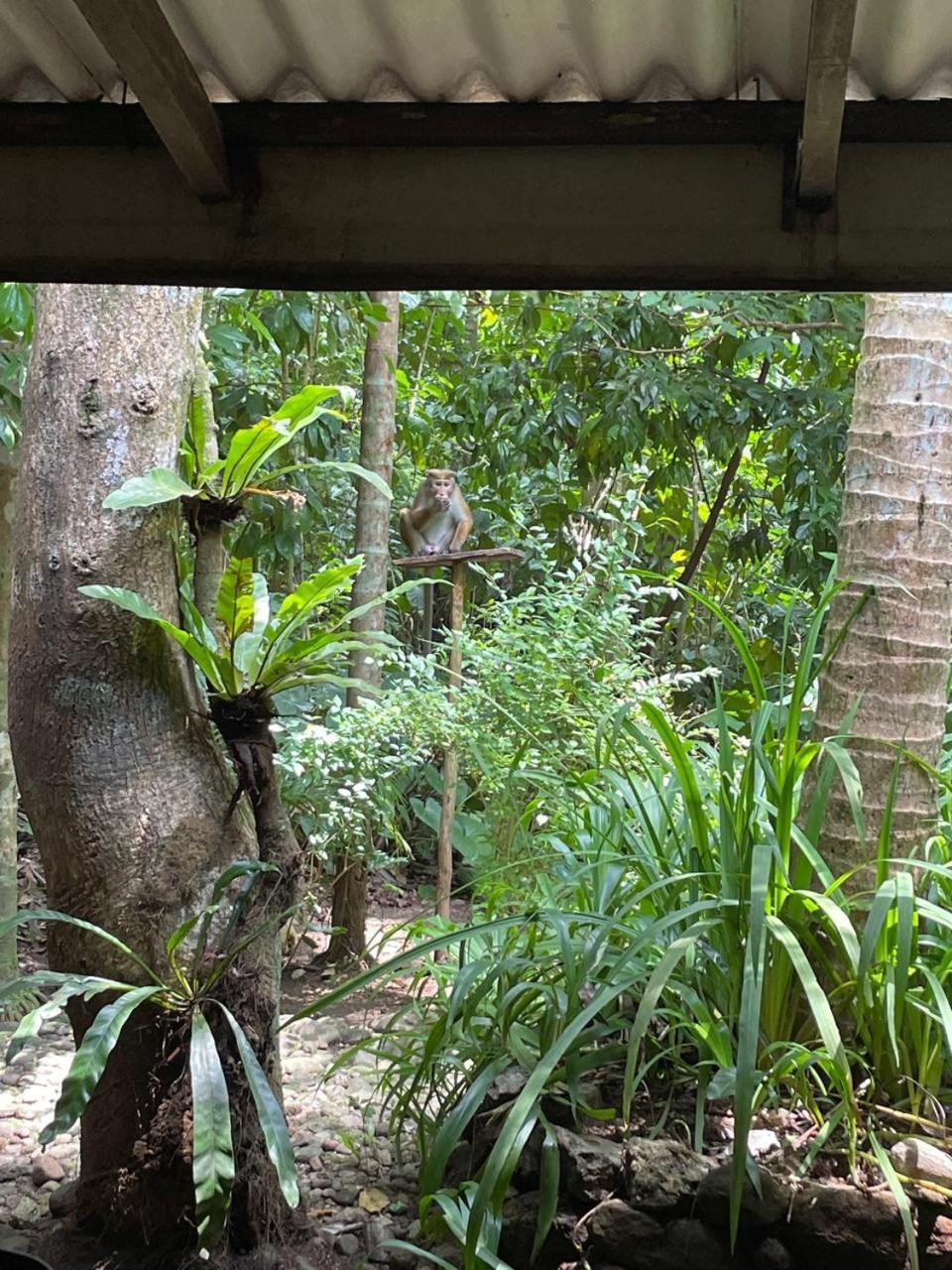Gallene Gala Nature Resort 基图尔格勒 外观 照片
