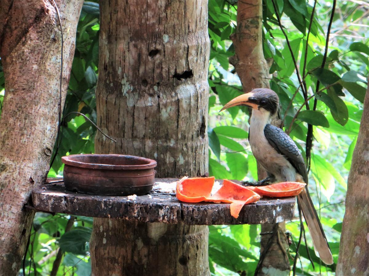 Gallene Gala Nature Resort 基图尔格勒 外观 照片